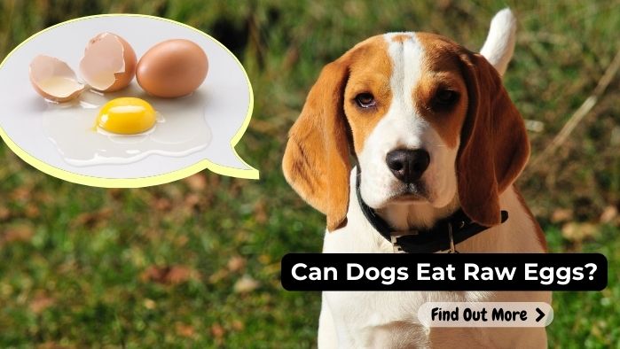 can dogs eat Raw-Egg
