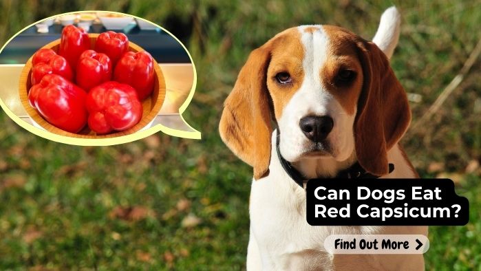 can dogs eat Red-Capsicum