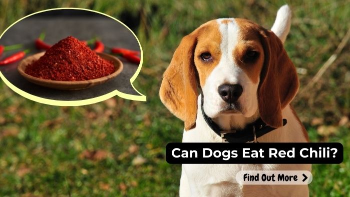 can dogs eat Red-Chili