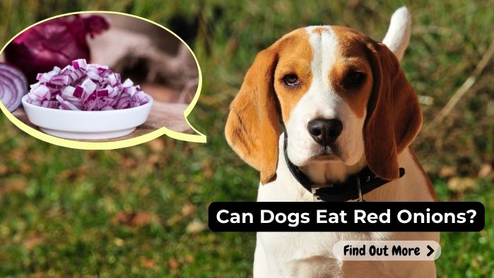 can dogs eat Red-Onion