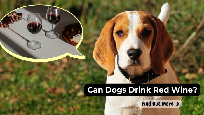 can dogs eat Red-Wine