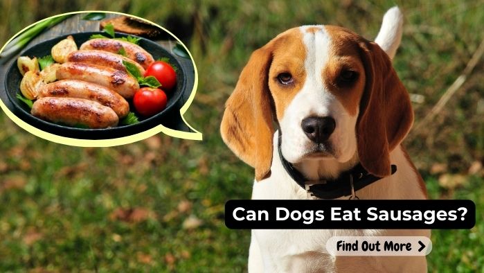 can dogs eat Sausages