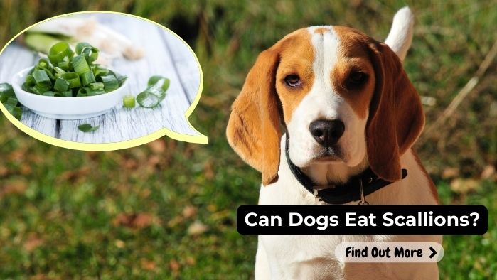 can dogs eat Scallions