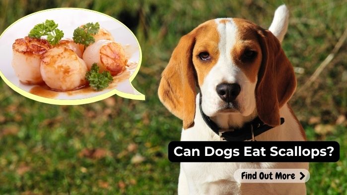 can dogs eat Scallops