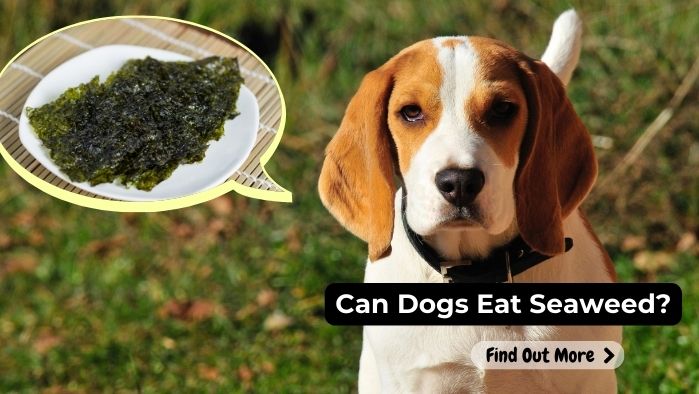 can dogs eat Seaweed