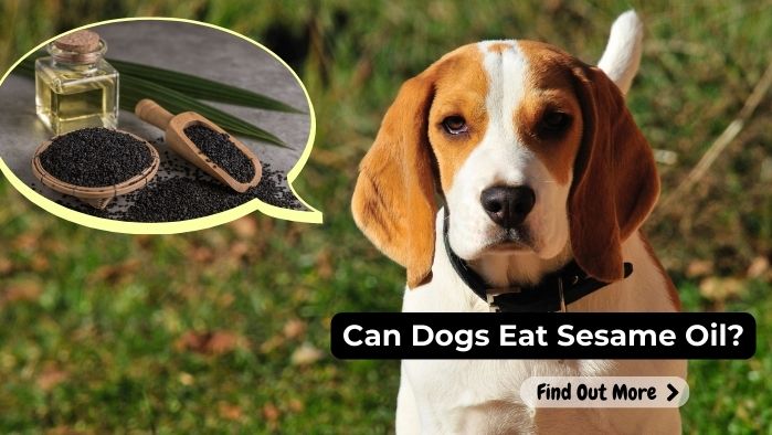 can dogs eat Sesame Oil