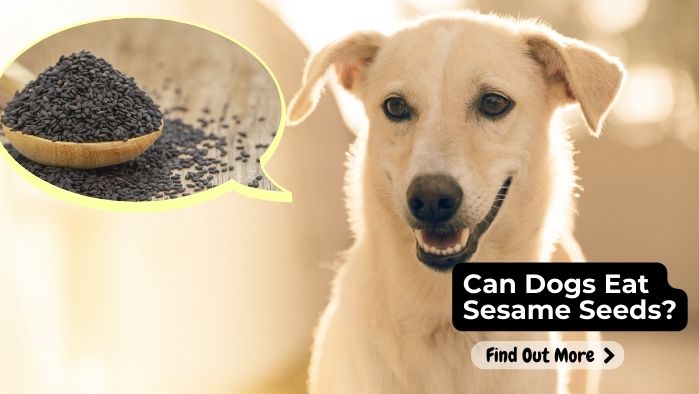 can dogs eat Sesame Seeds