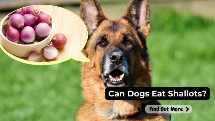 can dogs eat Shallots