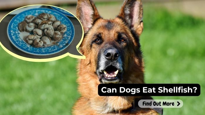 can dogs eat Shellfish