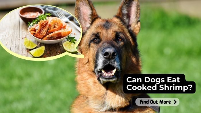 can dogs eat Shrimp Cooked