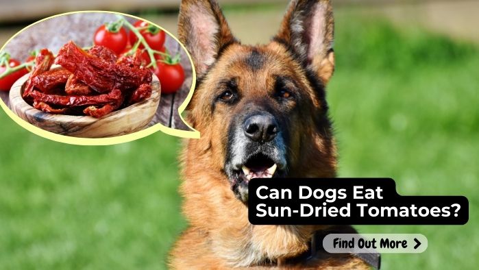 can dogs eat Sun-dried-Tomatoes