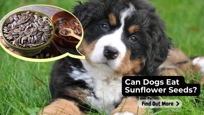 can dogs eat Sunflower Seeds