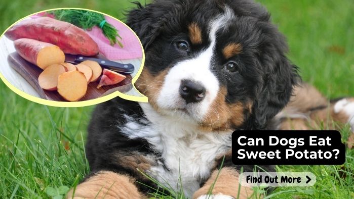 can dogs eat Sweet Potato