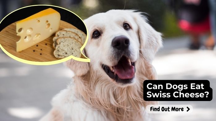 can dogs eat Swiss Cheese