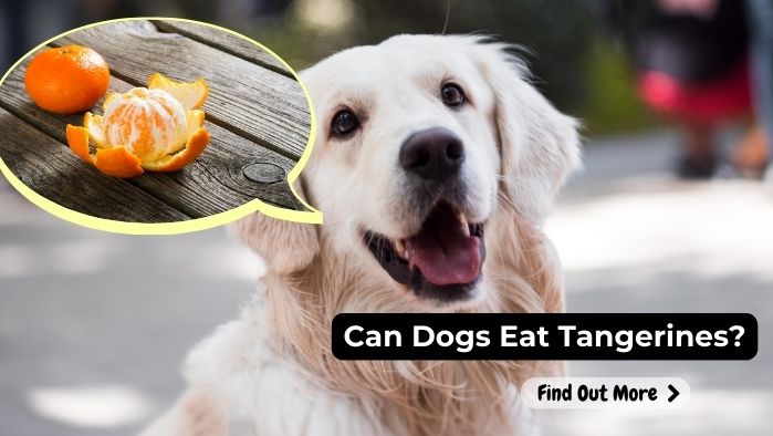can dogs eat Tangerines