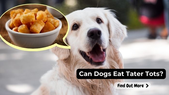 can dogs eat Tater Tots