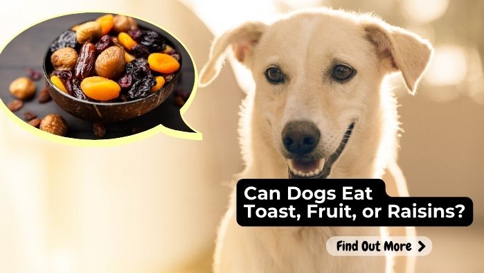 can dogs eat Toast Fruit or Raisin