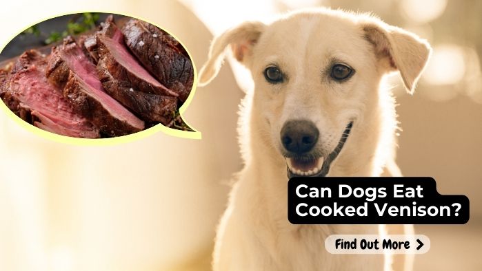 can dogs eat Venison Cooked