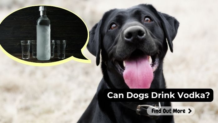 can dogs eat Vodka