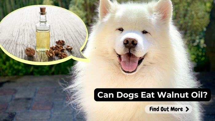 can dogs eat Walnut Oil