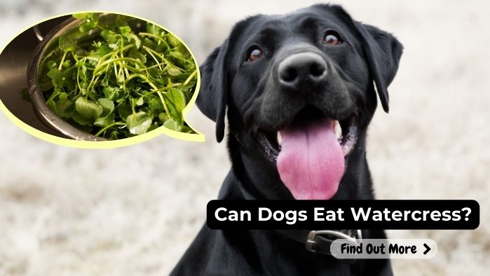 can dogs eat Watercress