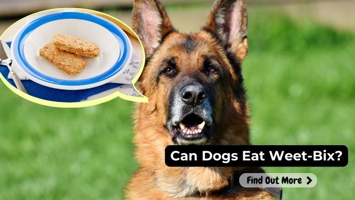 can dogs eat Weet Bix