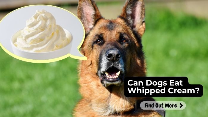 can dogs eat Whipped Cream