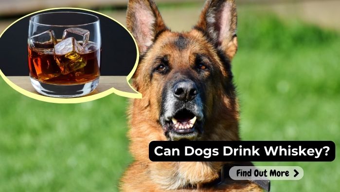 can dogs eat Whisky