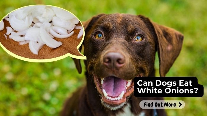 can dogs eat White Onion