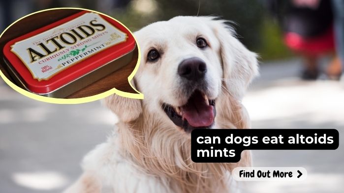 can dogs eat altoids mints