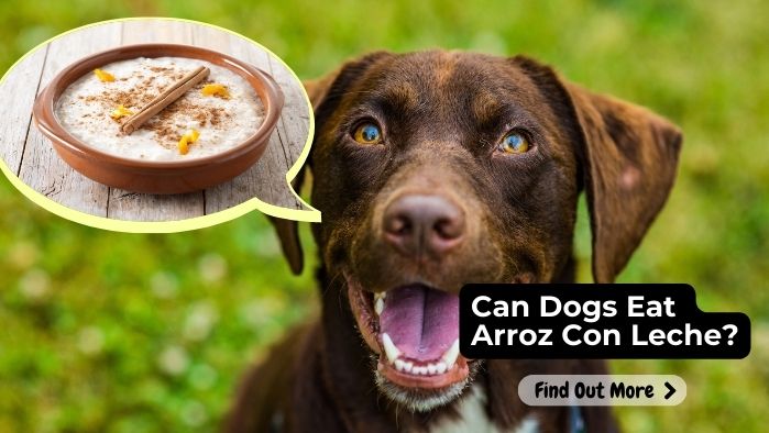 can dogs eat arroz con leche