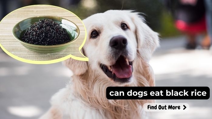 can dogs eat black rice