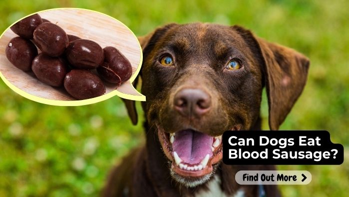 can dogs eat blood sausage