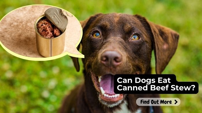 can dogs eat canned beef stew