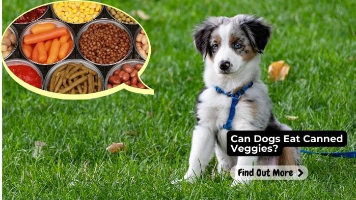 can dogs eat canned veggies