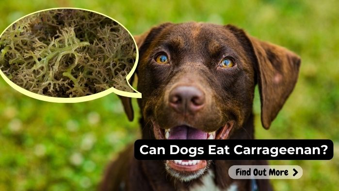 can dogs eat carrageenan