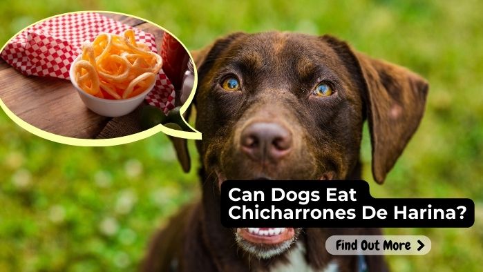can dogs eat chicharrones de harina
