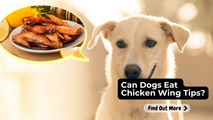 can dogs eat chicken wing tips
