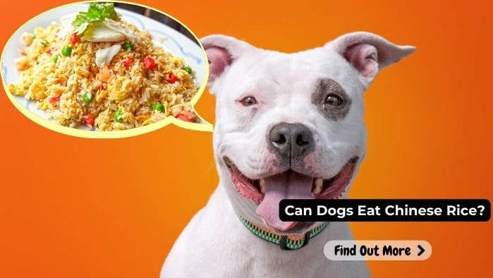 can dogs eat chinese rice