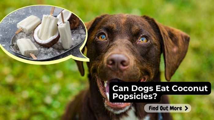 can dogs eat coconut popsicles