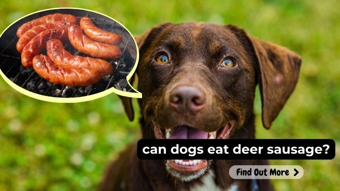 can dogs eat deer sausage