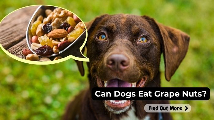 can dogs eat grape nuts