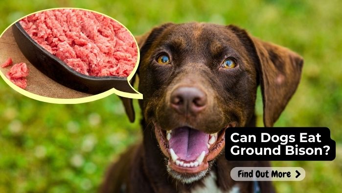 can dogs eat ground bison