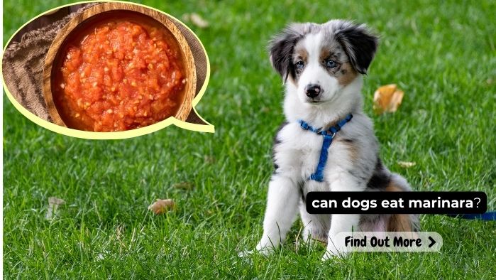 can dogs eat marinara