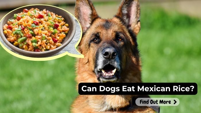 can dogs eat mexican rice