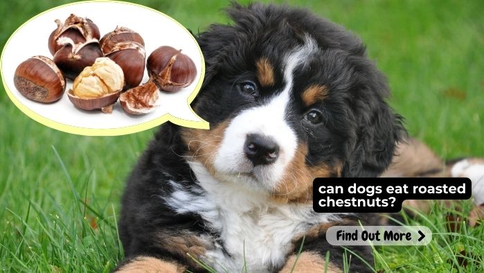 can dogs eat roasted chestnuts