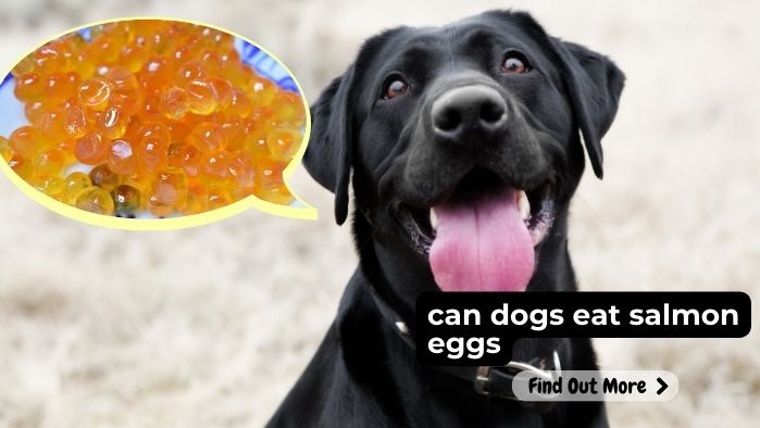 can dogs eat salmon eggs