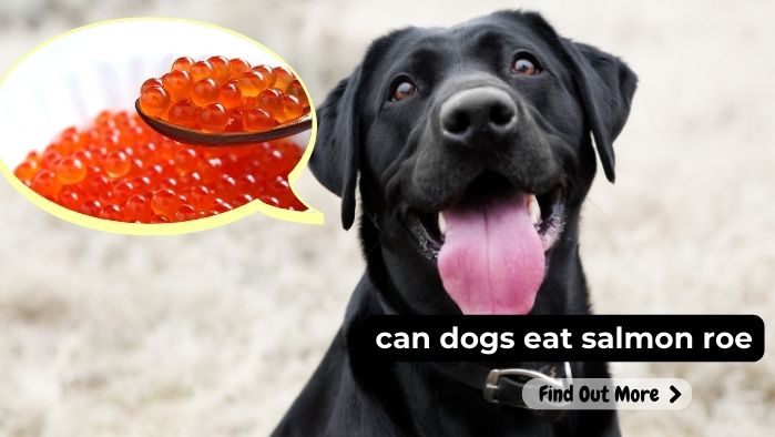 can dogs eat salmon roe