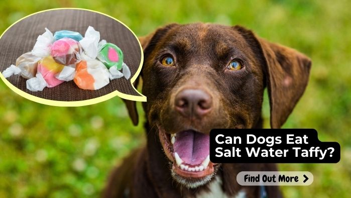 can dogs eat salt water taffy