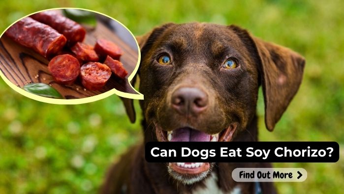 can dogs eat soy chorizo